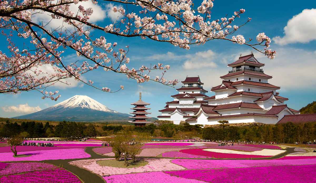 В Японии ждут цветения сакуры